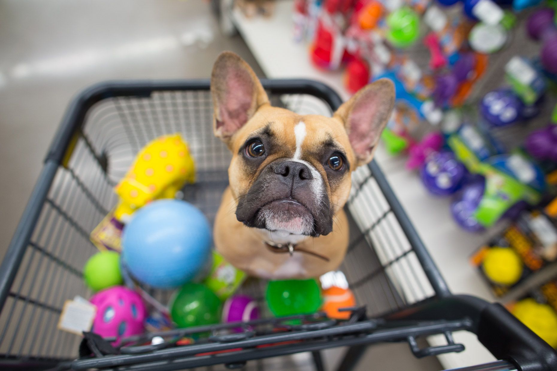 Como abrir um Pet Shop no Rio de Janeiro